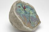 Iridescent, Rainbow-Pyrite Septarian Nodule - Russia #207238-1